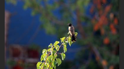 White-spectacled Bulbul