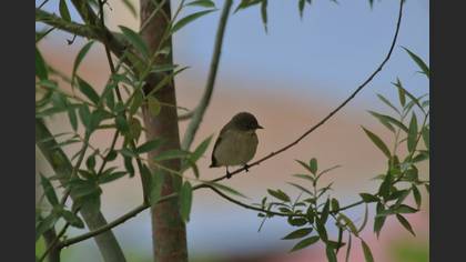 Semicollared Flycatcher