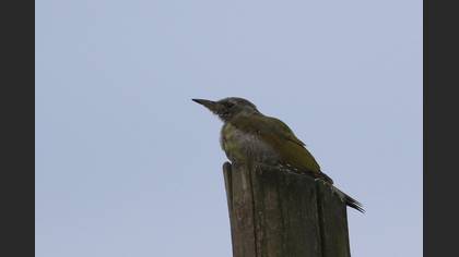 Grey-headed Woodpecker