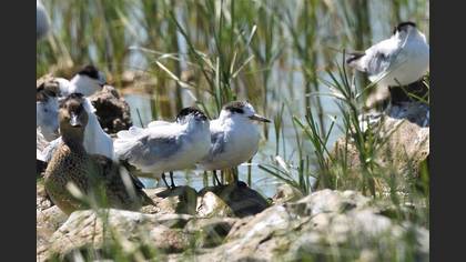 Little Tern