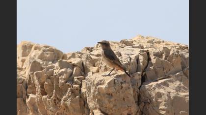 Red-tailed Wheatear