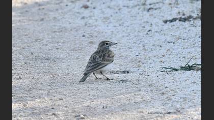 Greater Short-toed Lark