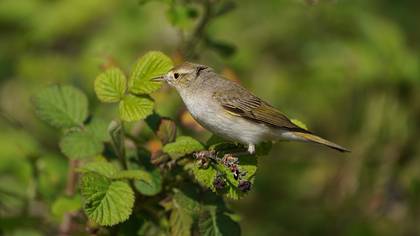 Eastern Bonelli`s Warbler