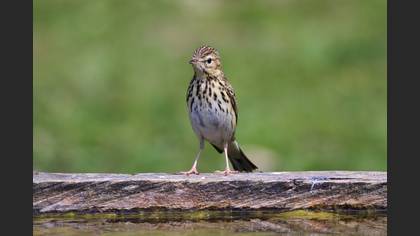Tree Pipit