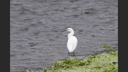 Little Egret
