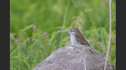 Red-backed Shrike