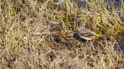 Grey Wagtail