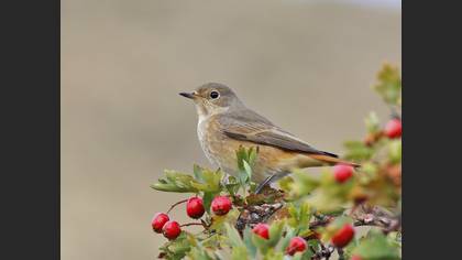 Common Redstart
