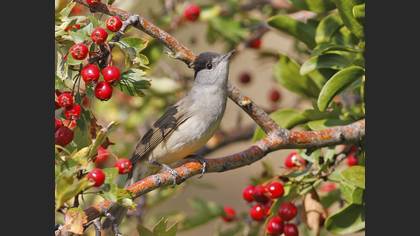 Eurasian Blackcap