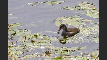 Common Moorhen