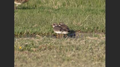 Common Ringed Plover