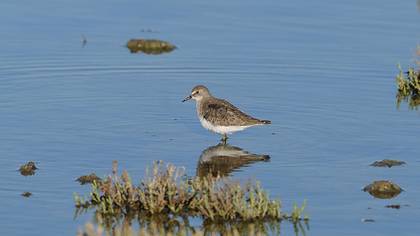 Temminck`s Stint