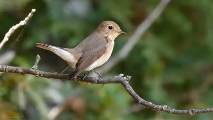 Red-breasted Flycatcher