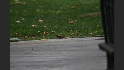 Eurasian Wryneck