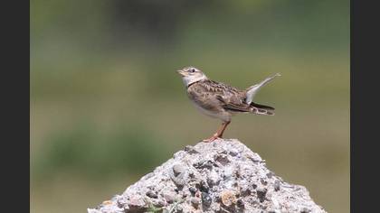 Calandra Lark