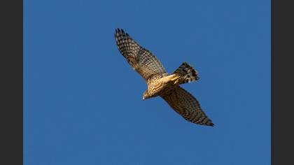 Eurasian Goshawk