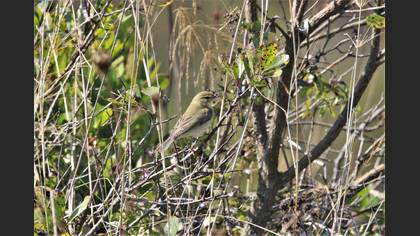 Willow Warbler