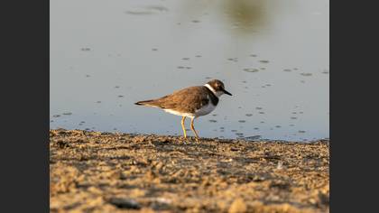 Little Ringed Plover