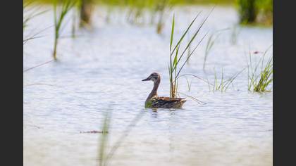 Garganey