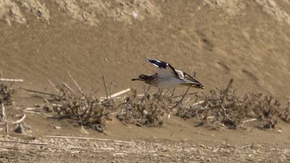 Eurasian Stone-curlew