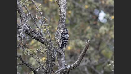 Lesser Spotted Woodpecker
