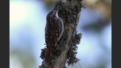 Short-toed Treecreeper