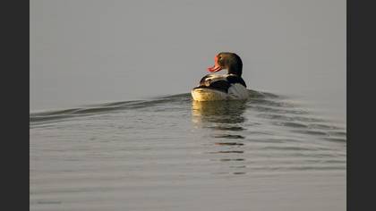 Common Shelduck