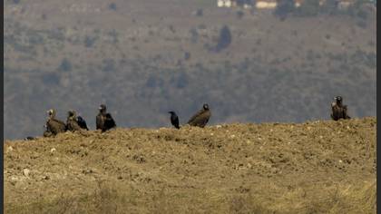 Cinereous Vulture