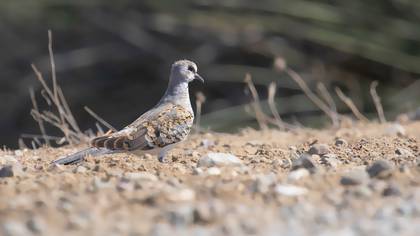 Namaqua Dove