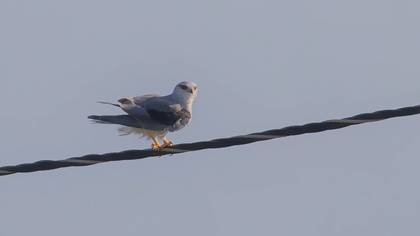 Black-winged Kite