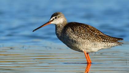 Spotted Redshank