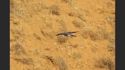 Levant Sparrowhawk