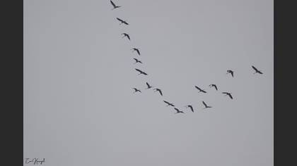 Common Crane