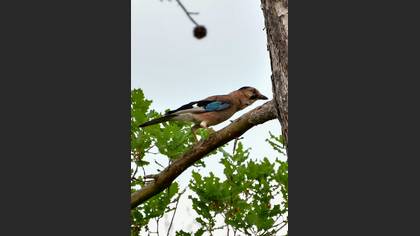 Eurasian Jay