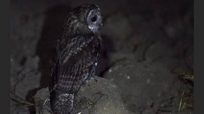 Tawny Owl