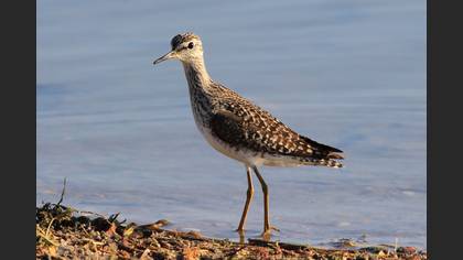 Wood Sandpiper