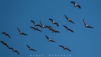 Demoiselle Crane