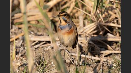 Bluethroat