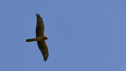 Montagu`s Harrier