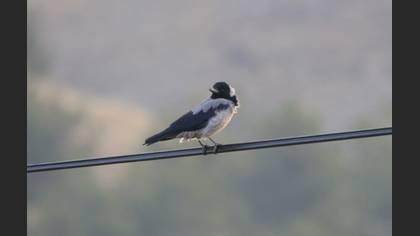 Hooded Crow