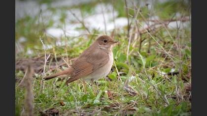 Common Nightingale