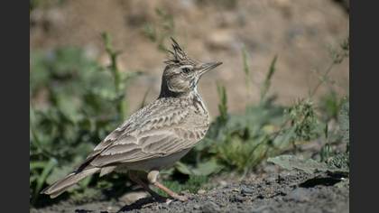 Crested Lark
