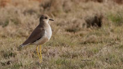 White-tailed Lapwing