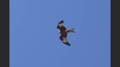 Red Kite