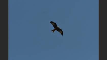 Red Kite