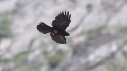 Alpine Chough