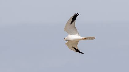 Pallid Harrier