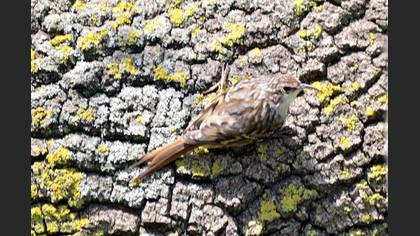 Short-toed Treecreeper