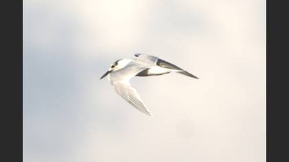 Sandwich Tern