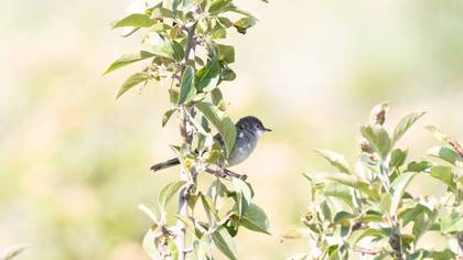 Sardinian Warbler